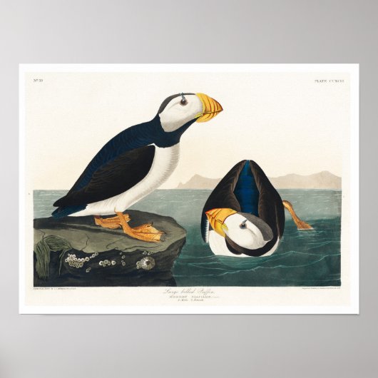 Audubon Posterによる大型の請求済みパフィン ポスター (正面)