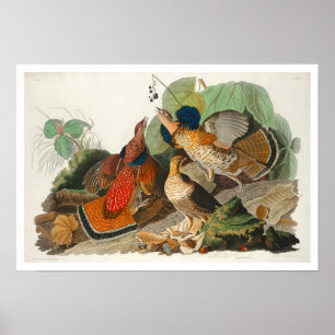 Audubon Posterによる手荒いグロース ポスター