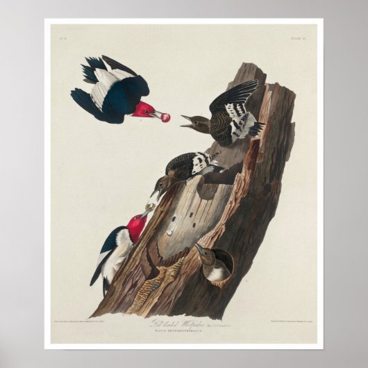 Audubon Posterによる赤毛の木ペッカー ポスター (正面)