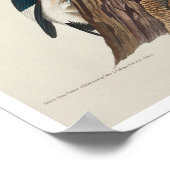 Audubon Posterによる赤毛の木ペッカー ポスター (角)