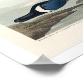 Audubon Posterによる青い翼のティール（緑がかった色） ポスター (角)