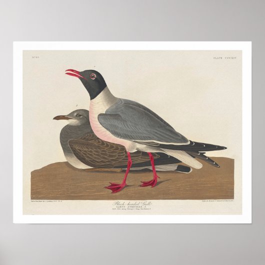 Audubon Posterによる黒髪のカモメ ポスター (正面)