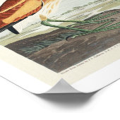 Audubon PosterによるLeast Bittern ポスター (角)