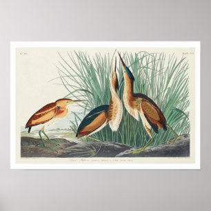 Audubon PosterによるLeast Bittern ポスター
