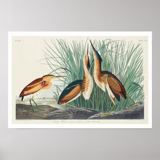 Audubon PosterによるLeast Bittern ポスター (正面)