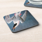 Audubon: Roseateアジサシ コースター (左側)