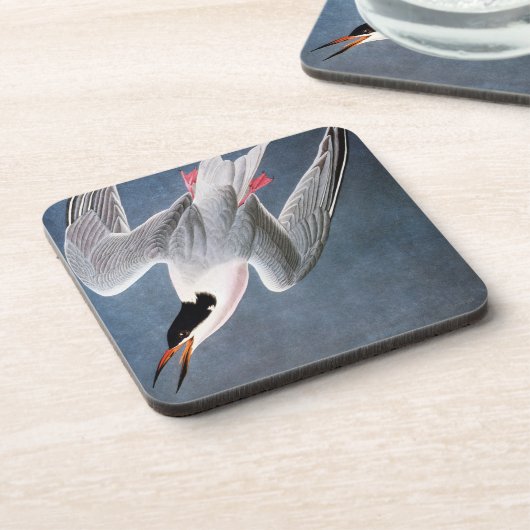 Audubon: Roseateアジサシ コースター (左側)
