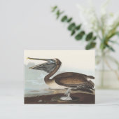 Audubon Seaside Brown Pelican Watercolor Painting ポストカード (スタンド正面)