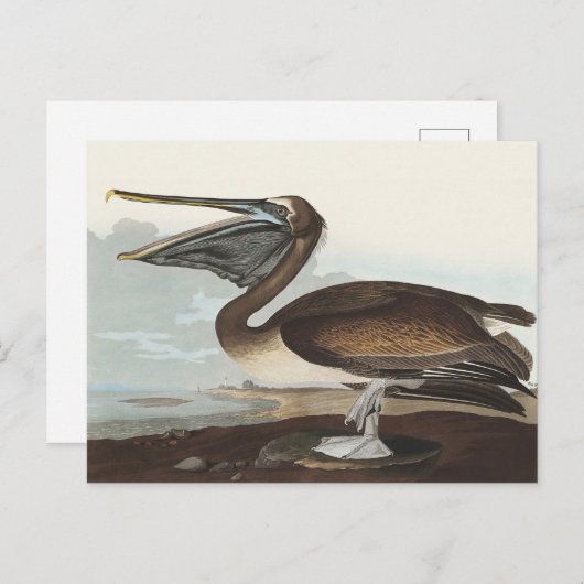 Audubon Seaside Brown Pelican Watercolor Painting ポストカード (正面/裏面)