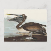 Audubon Seaside Brown Pelican Watercolor Painting ポストカード (正面)