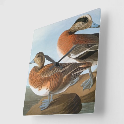 Audubon: Wigeon スクエア壁時計 (傾斜)