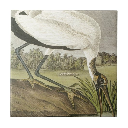 Audubonsのアメリカトキコウ タイル (正面)