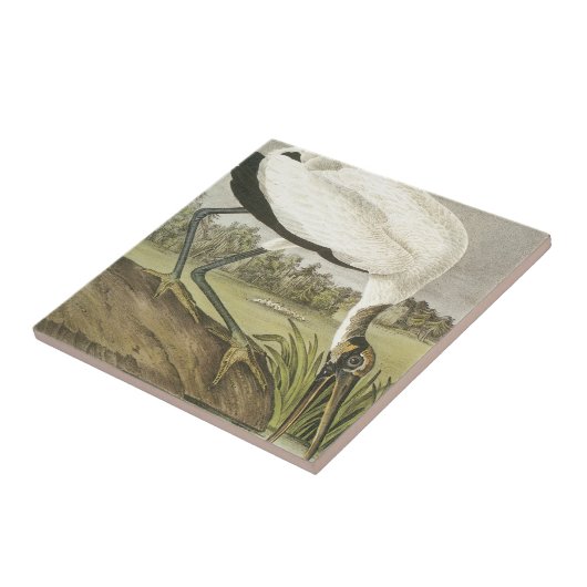 Audubonsのアメリカトキコウ タイル (側面)