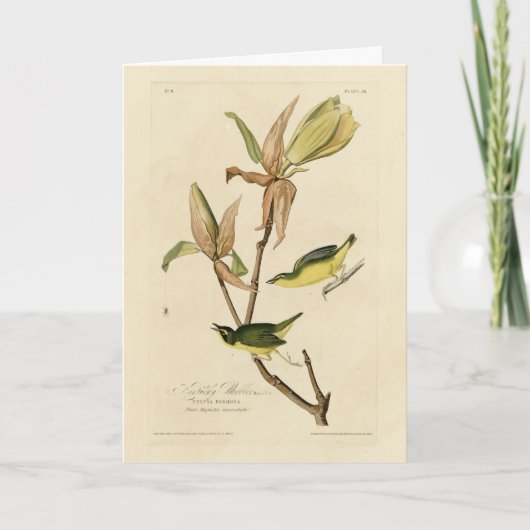 Audubon's Birds of Americaのケンタッキー・ウォーブラー カード (正面)