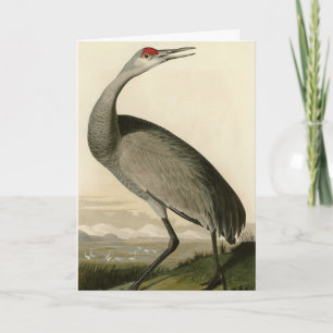 Audubon's Birds of Americaのサンドヒルクレーン カード