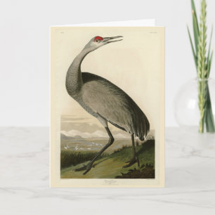 Audubon's Birds of Americaのサンドヒルクレーン カード