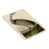 Audubon's Birds of Americaのサンドヒルクレーン マグネット (右側)