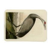 Audubon's Birds of Americaのサンドヒルクレーン マグネット (横)