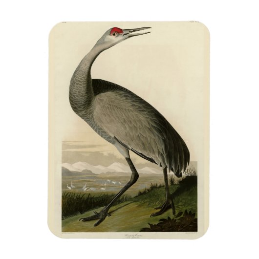 Audubon's Birds of Americaのサンドヒルクレーン マグネット (縦)