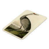 Audubon's Birds of Americaのサンドヒルクレーン マグネット (左側)