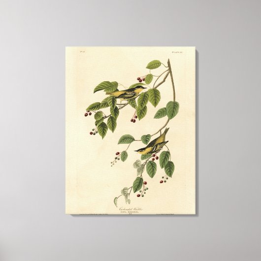 Audubon's Birds of Americaの炭酸入りウォーブラー キャンバスプリント (正面)
