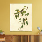 Audubon's Birds of Americaの炭酸入りウォーブラー キャンバスプリント (インサイチュ (リビング))