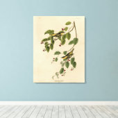 Audubon's Birds of Americaの炭酸入りウォーブラー キャンバスプリント (インサイチュ (ウッドフロア))