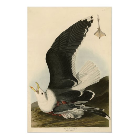Audubon's Birds of Americaの黒い背中のカモメ フォトプリント (正面)