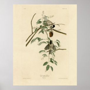 Audubon's Birds of AmericaのCarolina Titmouse ポスター