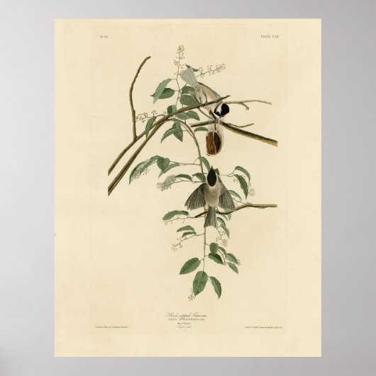 Audubon's Birds of AmericaのCarolina Titmouse ポスター (正面)