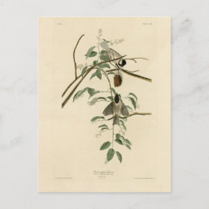 Audubon's Birds of AmericaのCarolina Titmouse ポストカード