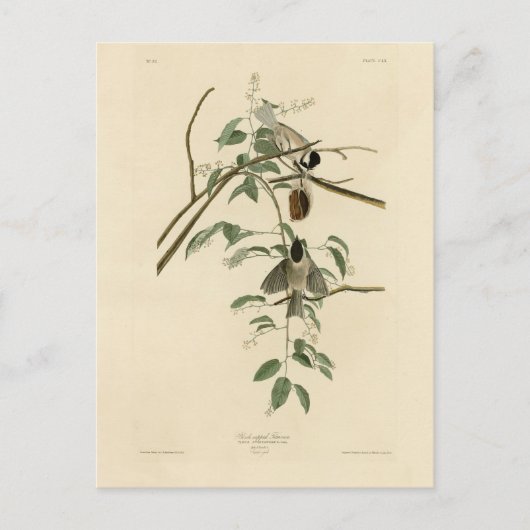 Audubon's Birds of AmericaのCarolina Titmouse ポストカード (正面)