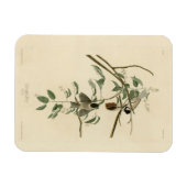 Audubon's Birds of AmericaのCarolina Titmouse マグネット (横)