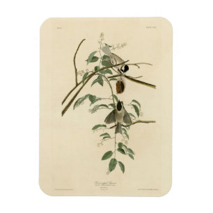 Audubon's Birds of AmericaのCarolina Titmouse マグネット