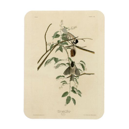 Audubon's Birds of AmericaのCarolina Titmouse マグネット (縦)