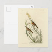 Audubon's Birds of AmericaのDickcissel ポストカード (正面/裏面)