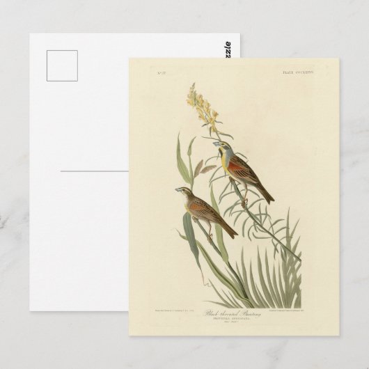 Audubon's Birds of AmericaのDickcissel ポストカード (正面/裏面)