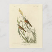 Audubon's Birds of AmericaのDickcissel ポストカード (正面)
