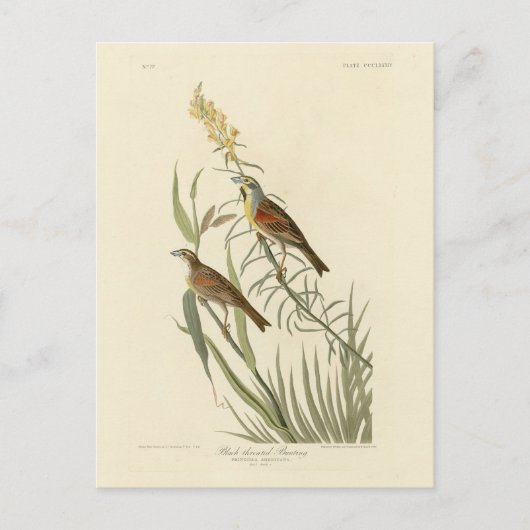 Audubon's Birds of AmericaのDickcissel ポストカード (正面)