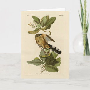 Audubon's Birds of AmericaのMangrove Cuckoo カード