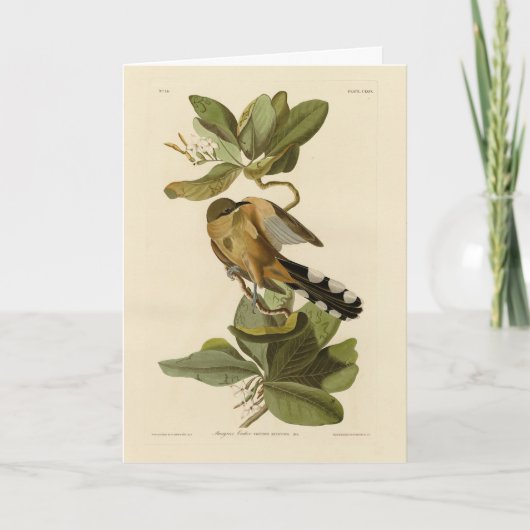 Audubon's Birds of AmericaのMangrove Cuckoo カード (正面)
