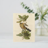 Audubon's Birds of AmericaのMangrove Cuckoo ポストカード (スタンド正面)