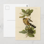 Audubon's Birds of AmericaのMangrove Cuckoo ポストカード (正面/裏面)