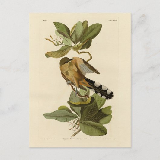Audubon's Birds of AmericaのMangrove Cuckoo ポストカード (正面)