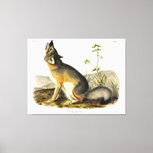 Audubon's Quadrupedsからの迅速なキツネ(Vulpes Velox) キャンバスプリント (正面)