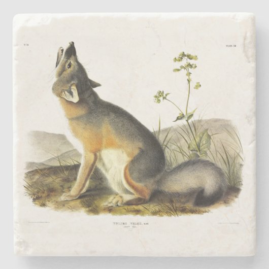 Audubon's Quadrupedsからの迅速なキツネ(Vulpes Velox) ストーンコースター (正面)