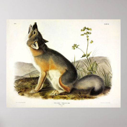 Audubon's Quadrupedsからの迅速なキツネ(Vulpes Velox) ポスター (正面)