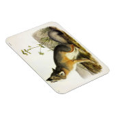 Audubon's Quadrupedsからの迅速なキツネ(Vulpes Velox) マグネット (右側)