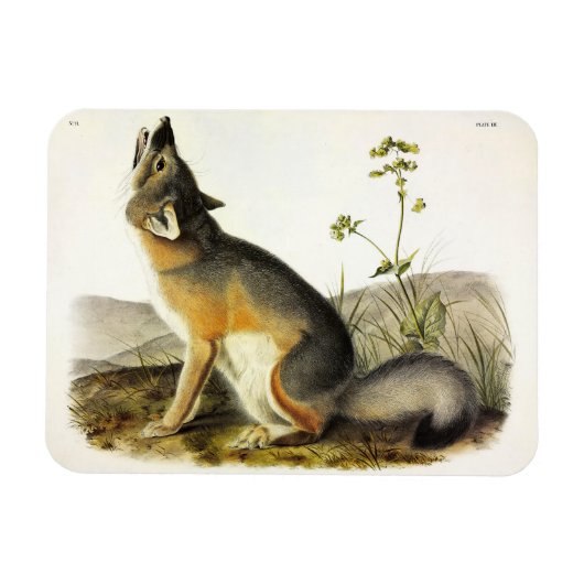 Audubon's Quadrupedsからの迅速なキツネ(Vulpes Velox) マグネット (横)