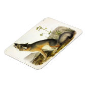 Audubon's Quadrupedsからの迅速なキツネ(Vulpes Velox) マグネット (左側)